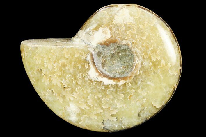Polished, Agatized Ammonite (Cleoniceras) - Madagascar #119315